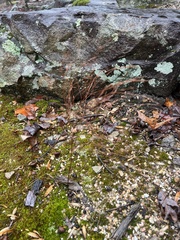 Hypericum gentianoides