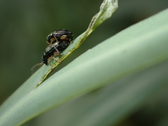 Aphthona