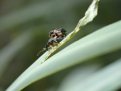 Aphthona