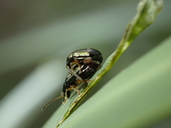 Aphthona