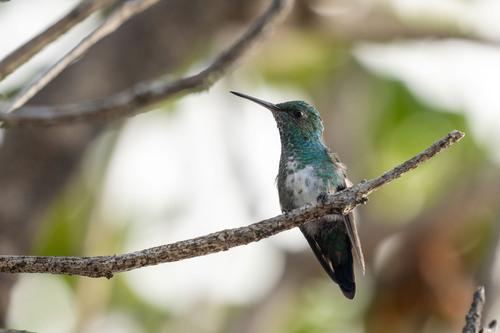 Blue-chinned Sapphire (Chlorestes notata), photo 10