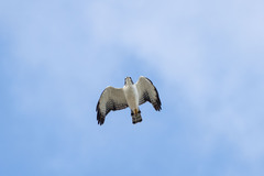 Buteo brachyurus