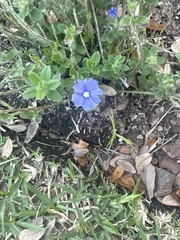 Evolvulus glomeratus