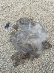Rhopilema verrilli