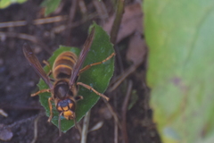 Vespa simillima