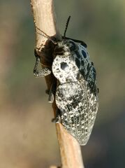 Capnodis
