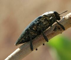 Capnodis