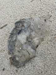Rhopilema verrilli