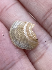 Divalinga quadrisulcata