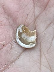 Divalinga quadrisulcata