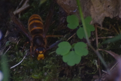 Vespa simillima