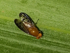 Lauxaniidae