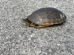 Deirochelys reticularia