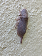Ledromorpha