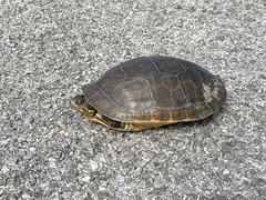 Deirochelys reticularia