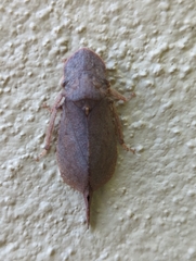 Ledromorpha