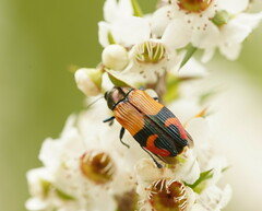 Castiarina brutella