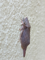Ledromorpha