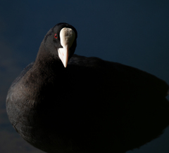 Fulica atra