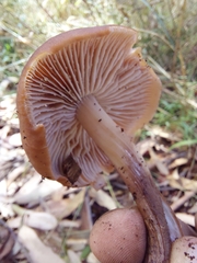 Pholiota communis