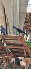Corvus splendens