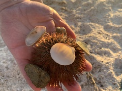 Lytechinus variegatus