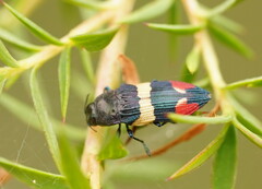 Castiarina bella
