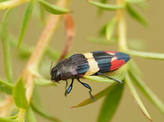 Castiarina bella