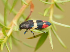 Castiarina bella