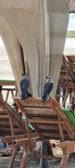 Corvus splendens