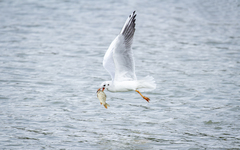 Chroicocephalus ridibundus