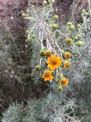Aldama linearis