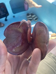 Pelliciera rhizophorae