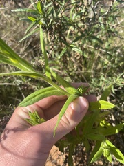 Pseudognaphalium californicum