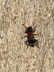 Thanasimus formicarius