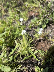 Cryptantha intermedia