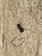 Thanasimus formicarius