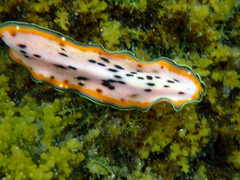 Pseudoceros nipponicus