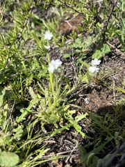 Cryptantha intermedia