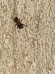 Thanasimus formicarius