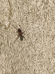 Liometopum microcephalum