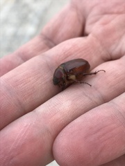 Holochelus