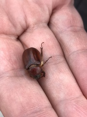 Holochelus