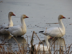 Anser caerulescens caerulescens