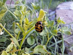 Platyphora congregata