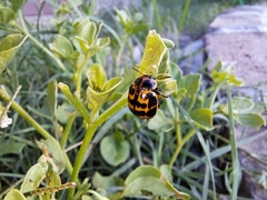 Platyphora congregata