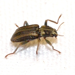 Stenelmis