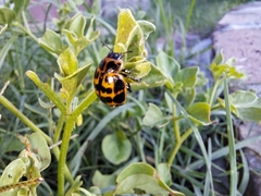 Platyphora congregata