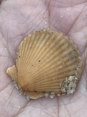 Argopecten