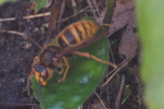 Vespa simillima